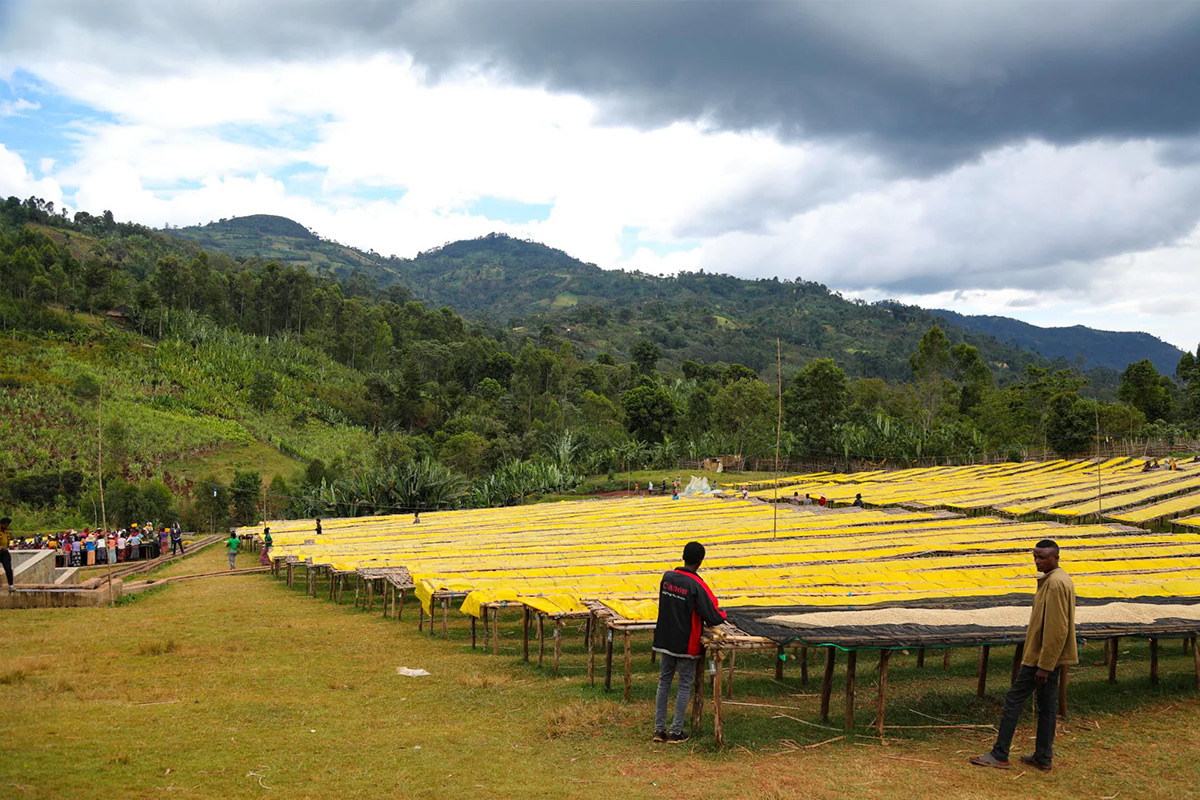 Ethiopian coffee beans from Narberth Coffee Roasters